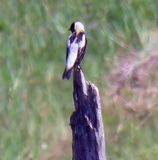 Bobolink on a bluebird Nesting Box