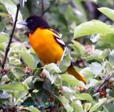 Baltimore Oriole Male