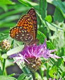 Aphrodite Fritillary on pink Bachelor Button