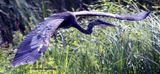 Great Blue Heron,  Hes not quite mature but a good flier!