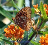 TBD...fritillary/using the bird camera!