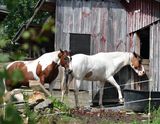 Two horses  in Sharon