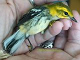 He has gold on his feet?  BlackThroated Green Warbler
