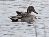 Male Common Pintail Duck 
