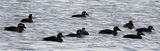 White Winged Scoter harems feeding in the ocean