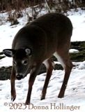 Female Deer Feeding on Twigs