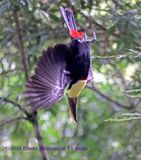 A Chestnut Mandibled Toucan diving off a tree