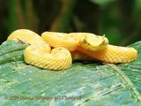 Eyelash Viper