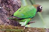 Brown Hooded Parrot