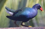 Purple Gallinule on my Birthday!