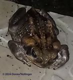 Toad in Costa Rica