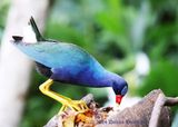 Purple Gallinule having a banana breakfast