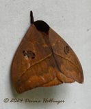 Handsome Brown Moth