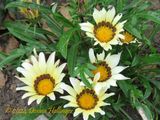 Gazania from last summers bank garden