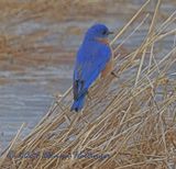 About 10 or more Male Bluebirds were feeding on insects/larvae