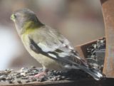 The Female Evening Grosbeak back two times!