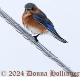 Male Bluebird on a fence post