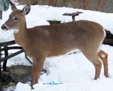 This fawn is growing hungrier and hungrier