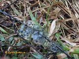 Salamanders eggs