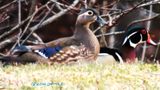 MAle and Female Woodduck in a Neighbors pond