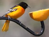 He looks almost gold!  Baltimore Oriole