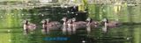 8 Wood-duck ducklings 