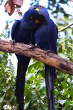 Hyacinth Macaw Pair at Aymara