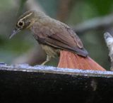 Rufous-Rumped Foliage Gleaner