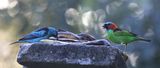 Blue Dacnis and Red Necked Tanager At a Feeding Table