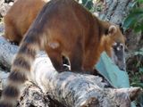 Coatimundi at the Aymara Lodge