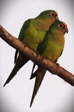 Peach-Fronted Parakeets 