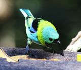 Green headed Tanager
