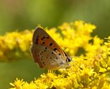 Bronze Copper