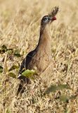 Red Legged Seriema