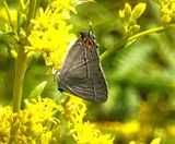 Is this a hairstreak?
