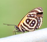 This is an 86 or an 88 butterfly