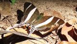 DaggerWing Butterfly on the Beach