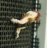 Eudryas grata  Beautiful Woodnymph