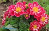Red Dahlia from Honeyfield