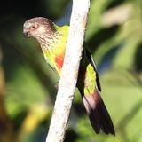 Thanks to Francisco who diverted the peccaries so we could gawk at Maroon Bellied Parakeets