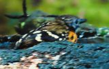 Spot Backed Antbird coming out of the bath tub!