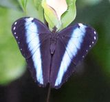Blue Morpho