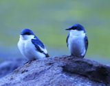 Two Blue and White Swallows