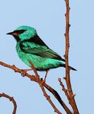 Blue Dacnis (female)