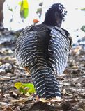 Female Bare Faced Curassow