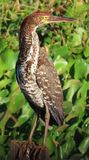 Tiger Heron