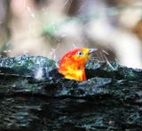 Band-Tailed Manakin