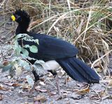 Bare faced Curassow Male