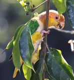 White Fronted Parrot