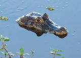 Yacari Caiman 